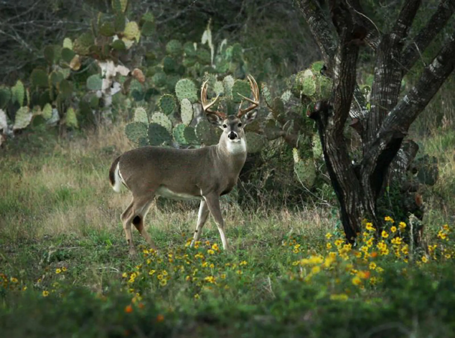 Single Buck in Jungle